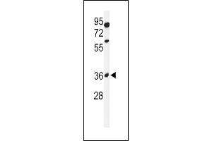 Western blot analysis of GL8D2 Antibody (N-term) (ABIN650918 and ABIN2839994) in 293 cell line lysates (35 μg/lane). (GLT8D2 anticorps  (N-Term))