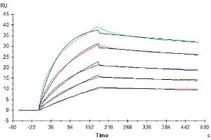 Human FGF10, No Tag immobilized on CM5 Chip can bind Human FGFR2 beta (IIIb), hFc Tag with an affinity constant of 0.