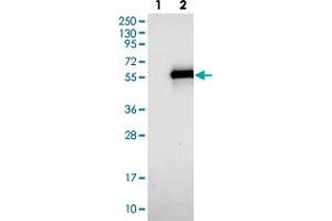 Western blot analysis of Lane 1: Negative control (vector only transfected HEK293T lysate). (TWIST Neighbor anticorps)
