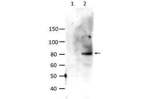 Western Blot of Rabbit anti-STAT6 pY641 antibody. (STAT6 anticorps  (Internal Region, pTyr641))