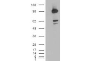 Western Blotting (WB) image for anti-CUB Domain Containing Protein 1 (CDCP1) (C-Term) antibody (ABIN2465191) (CDCP1 anticorps  (C-Term))