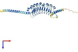 AlphaFold protein structure predicition of Mouse Recombinant Lrrc39 Protein, UniprotID Q8BGI7