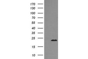 Image no. 1 for anti-RAB24, Member RAS Oncogene Family (RAB24) antibody (ABIN1500553) (RAB24 anticorps)