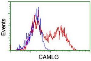 HEK293T cells transfected with either RC218292 overexpress plasmid (Red) or empty vector control plasmid (Blue) were immunostained by anti-CAMLG antibody (ABIN2455605), and then analyzed by flow cytometry. (CAMLG anticorps)
