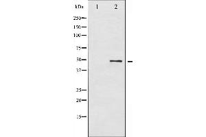 Western blot analysis of ATF2 phosphorylation expression in HeLa whole cell lysates,The lane on the left is treated with the antigen-specific peptide.