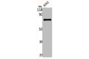 Western Blot analysis of K562 cells using GNL1 Polyclonal Antibody (GNL1 anticorps  (N-Term))