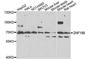 Western blot analysis of extracts of various cell lines, using ZNF169 antibody.