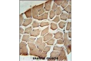 NL3 Antibody (N-term) (ABIN651514 and ABIN2840273) immunohistochemistry analysis in formalin fixed and raffin embedded human skeletal muscle followed by peroxidase conjugation of the secondary antibody and DAB staining. (NIPAL3 anticorps  (N-Term))