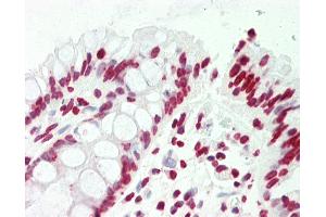 Anti-CCNL2 / Cyclin L2 antibody IHC staining of human colon. (Cyclin L2 anticorps  (AA 338-366))