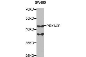Western blot analysis of extracts of SW480 cells, using PRKACB antibody. (PRKACB anticorps  (AA 1-351))
