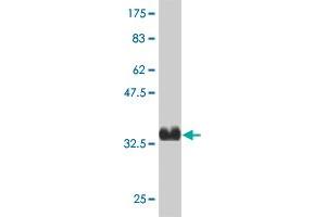 Western Blot detection against Immunogen (37 KDa) .