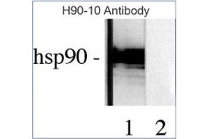 Western Blotting (WB) image for anti-Heat Shock Protein 90kDa alpha (Cytosolic), Class B Member 1 (HSP90AB1) antibody (ABIN263944) (HSP90AB1 anticorps)