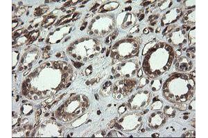 Image no. 5 for anti-Transmembrane Protein 173 (TMEM173) antibody (ABIN1501428)