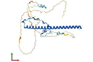 AlphaFold protein structure predicition of Mouse Recombinant Dbp Protein, UniprotID Q60925