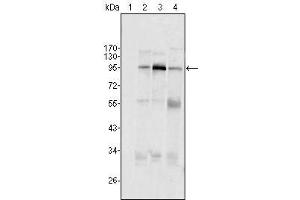 Western Blot showing SND1/P100 antibody used against Hela (1), Jukat (2), HepG2 (3) SMMC-7721 (4) cell lysate. (SND1 anticorps  (AA 361-485))