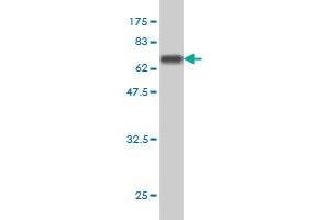 Western Blot detection against Immunogen (64. (THUMPD1 anticorps  (AA 1-353))