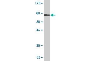 Western Blot detection against Immunogen (75. (TRIM55 anticorps  (AA 1-452))
