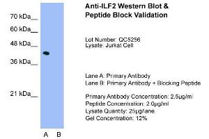 Host:  Rabbit  Target Name:  ILF2  Sample Type:  Jurkat  Lane A:  Primary Antibody  Lane B:  Primary Antibody + Blocking Peptide  Primary Antibody Concentration:  2. (ILF2 anticorps  (C-Term))