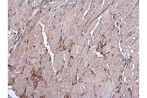 IHC-P Image VEGF antibody detects VEGF protein at cytoplasm in mouse muscle by immunohistochemical analysis. (VEGFA anticorps  (C-Term))
