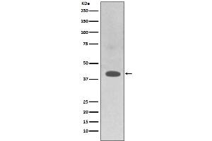 Western blot analysis of TRAM2 expression in HepG2 cell lysate.