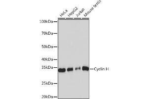 Cyclin H anticorps