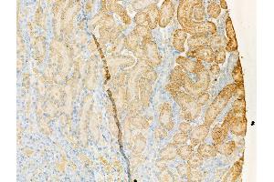 ABIN7094514 and ABIN7098563 at 1/100 staining Rat kidney tissue by IHC-P. (PDE4A anticorps  (C-Term))