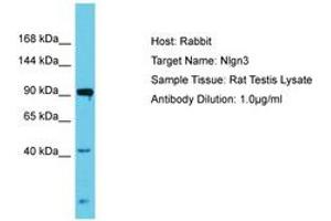 Image no. 1 for anti-Neuroligin 3 (NLGN3) (AA 178-227) antibody (ABIN6750317) (Neuroligin 3 anticorps  (AA 178-227))