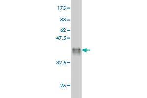 Western Blot detection against Immunogen (36. (MYBL2 anticorps  (AA 601-700))
