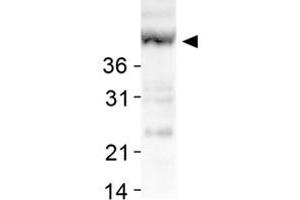 Western blot analysis of SIRT7 in human liver lysates with SIRT7 polyclonal antibody . (SIRT7 anticorps  (AA 100-200))