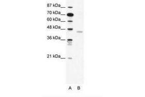 Image no. 1 for anti-2',3'-Cyclic Nucleotide 3' phosphodiesterase (CNP) (AA 86-135) antibody (ABIN202430) (Cnpase anticorps  (AA 86-135))