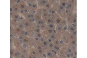 IHC-P analysis of Rat Tissue, with DAB staining. (p300 anticorps  (AA 1-158))