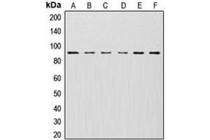 Western blot analysis of Cullin 1 expression in MCF7 (A), HeLa (B), KNRK (C), Jurkat (D), NIH3T3 (E), PC12 (F) whole cell lysates.