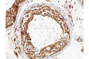 ABIN6266784 at 1/100 staining human testis tissue sections by IHC-P.