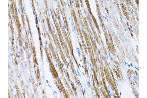 Immunohistochemistry of paraffin-embedded rat spleen using β-actin antibody. (beta Actin anticorps)