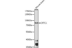 Western blot analysis of extracts of Mouse brain, using CRTC1 Rabbit pAb (ABIN7266518) at 1:1000 dilution. (CRTC1 anticorps  (AA 1-200))