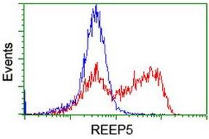 Image no. 8 for anti-Receptor Accessory Protein 5 (REEP5) antibody (ABIN1500659) (REEP5 anticorps)