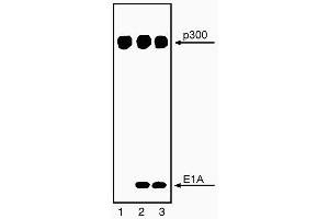 Immunoprecipitation of p300 and coprecipitation of E1A with NM11 (ABIN967440). (p300 anticorps)