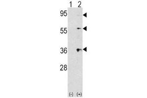 Western blot analysis of THPO/ TPO antibody and 293 cell lysate (2 ug/lane) either nontransfected (Lane 1) or transiently transfected with the THPO gene (2).