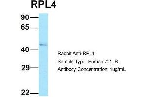 Host: Rabbit Target Name: RPL4 Sample Type: Human 721_B Antibody Dilution: 1. (RPL4 anticorps  (C-Term))