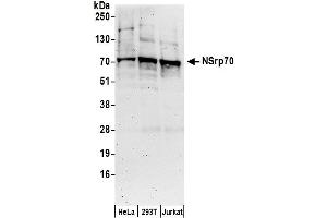 Western Blotting (WB) image for anti-Nuclear Speckle Splicing Regulatory Protein 1 (NSRP1) (AA 350-400) antibody (ABIN7450506)