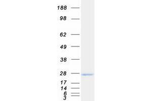 Validation with Western Blot