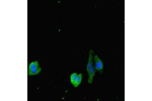 Immunofluorescent analysis of HepG2 cells using ABIN7149587 at dilution of 1:100 and Alexa Fluor 488-congugated AffiniPure Goat Anti-Rabbit IgG(H+L) (DOCK3 anticorps  (AA 1630-1934))