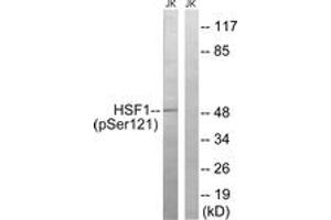 Western blot analysis of extracts from Jurkat cells treated with TNF 2500U/ML 30', using HSF1 (Phospho-Ser121) Antibody. (HSF1 anticorps  (pSer121))