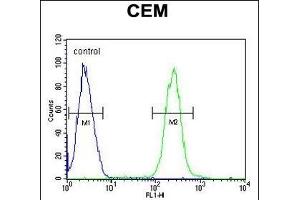 ATP6V0A4 Antibody (Center) (ABIN651562 and ABIN2840303) flow cytometric analysis of CEM cells (right histogram) compared to a negative control cell (left histogram). (ATP6V0A4 anticorps  (AA 235-261))