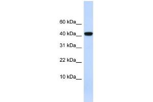 AGT antibody used at 1 ug/ml to detect target protein. (AGT anticorps)