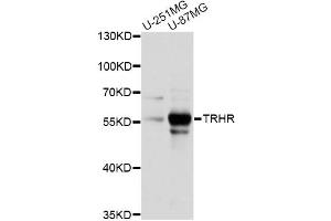 Western blot analysis of extracts of various cell lines, using TRHR antibody (ABIN6292313) at 1:1000 dilution. (TRHR anticorps)