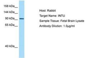 Image no. 1 for anti-Inturned Planar Cell Polarity Effector Homolog (INTU) (AA 816-865) antibody (ABIN6750108) (INTU anticorps  (AA 816-865))