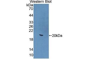 Detection of Recombinant IL22, Mouse using Polyclonal Antibody to Interleukin 22 (IL22) (IL-22 anticorps  (AA 34-179))