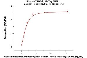 Immobilized Human TROP-2, His Tag (ABIN5955015,ABIN6253621) at 1 μg/mL (100 μL/well) can bind Mouse Monoclonal Antibody Against Human TROP-2, Mouse IgG1 with a linear range of 0.