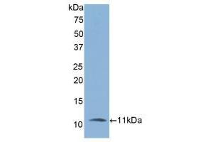 Western blot analysis of recombinant Rat IL6R. (IL-6 Receptor anticorps  (AA 19-10))